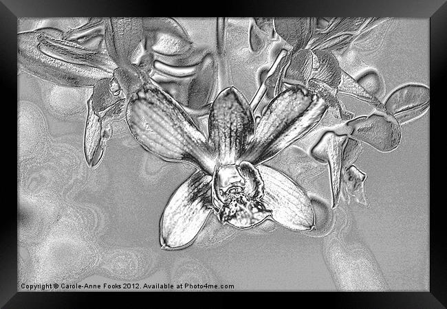 Silver Metalised Orchid Spray Framed Print by Carole-Anne Fooks