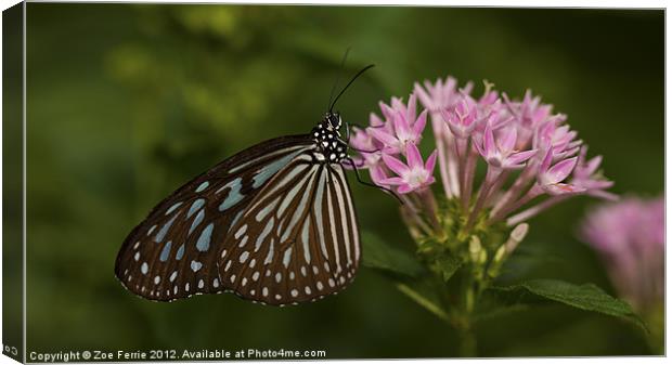 Milkweed Butterfly Canvas Print by Zoe Ferrie