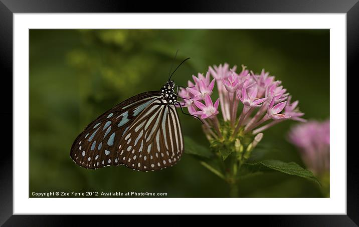 Milkweed Butterfly Framed Mounted Print by Zoe Ferrie