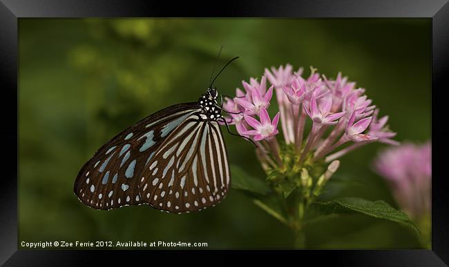Milkweed Butterfly Framed Print by Zoe Ferrie
