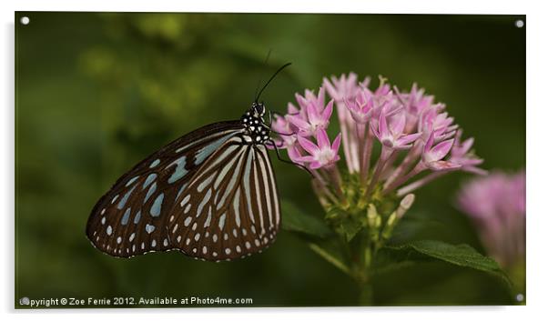 Milkweed Butterfly Acrylic by Zoe Ferrie