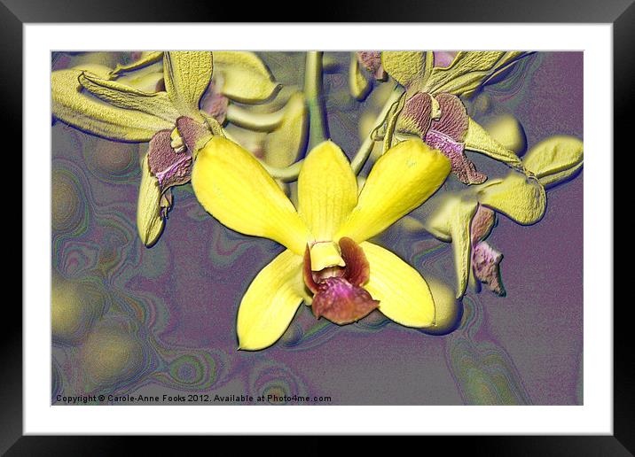 Orchids with Oil Slick Pattern Framed Mounted Print by Carole-Anne Fooks