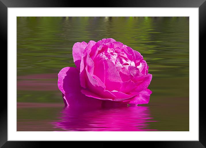 Candy Pink Rose Framed Mounted Print by David French