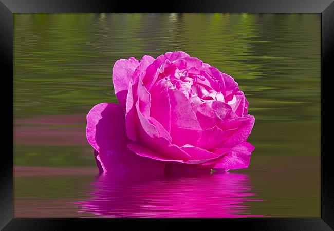 Candy Pink Rose Framed Print by David French