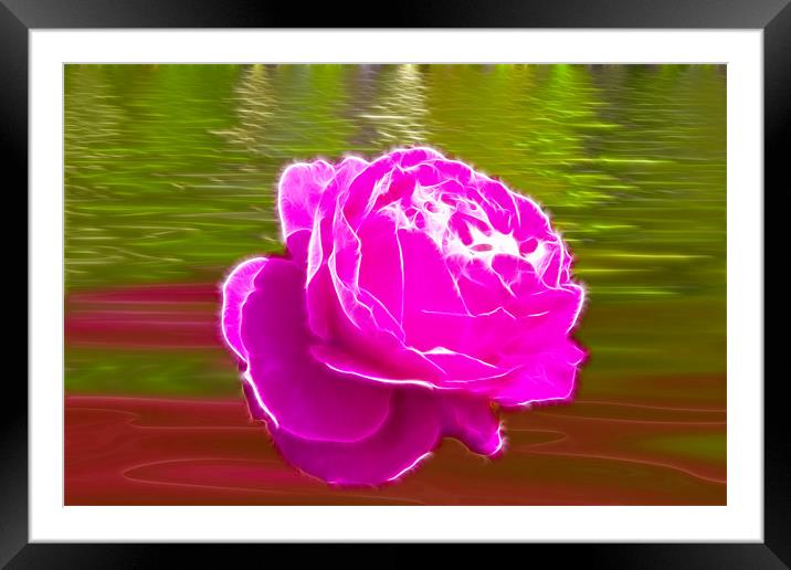 Candy Pink Rose Framed Mounted Print by David French