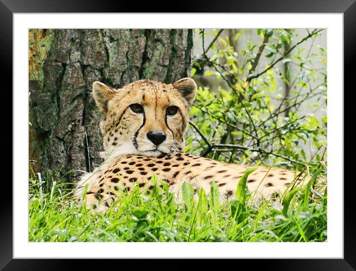 Cheetah Framed Mounted Print by Sharon Lisa Clarke