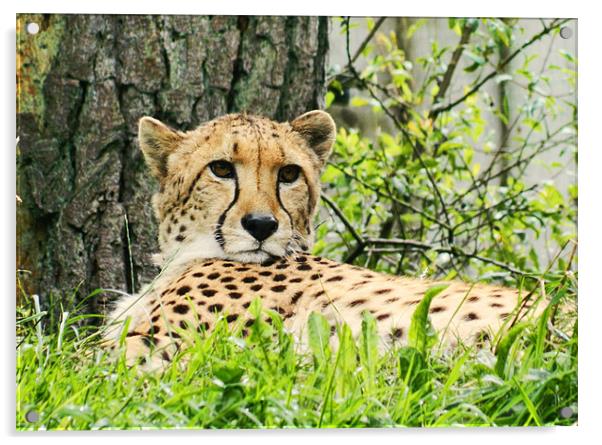 Cheetah Acrylic by Sharon Lisa Clarke