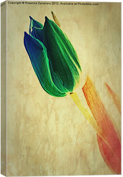 Tulip Textures.. Canvas Print by Rosanna Zavanaiu