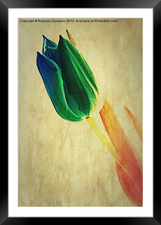 Tulip Textures.. Framed Mounted Print by Rosanna Zavanaiu