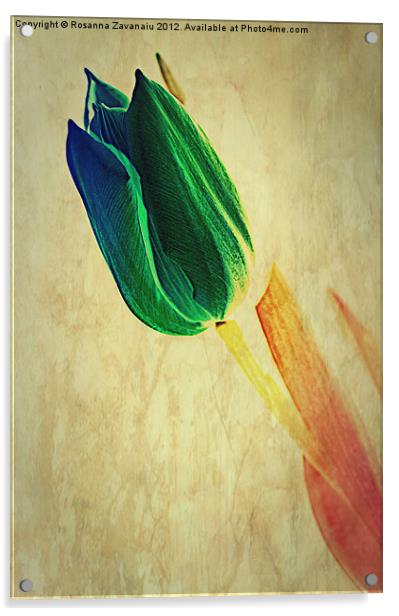 Tulip Textures.. Acrylic by Rosanna Zavanaiu