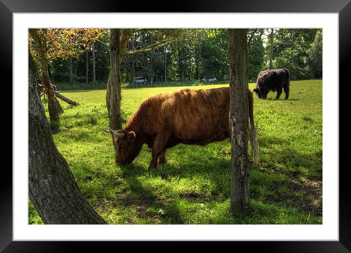 The grass is greener under the trees Framed Mounted Print by Tom Gomez