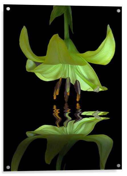Reflected Lily Acrylic by Debra Kelday