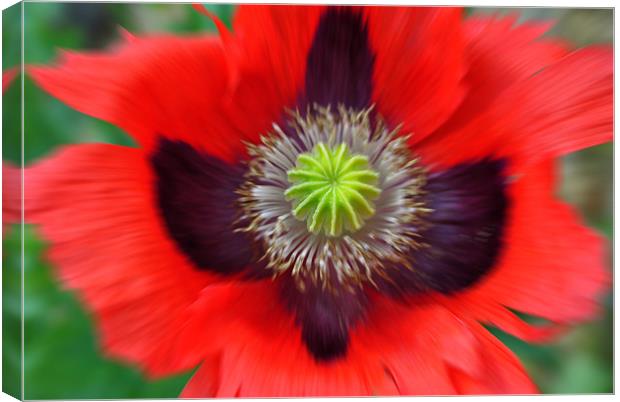 Ornamental Poppy - Radial Blur Canvas Print by graham young
