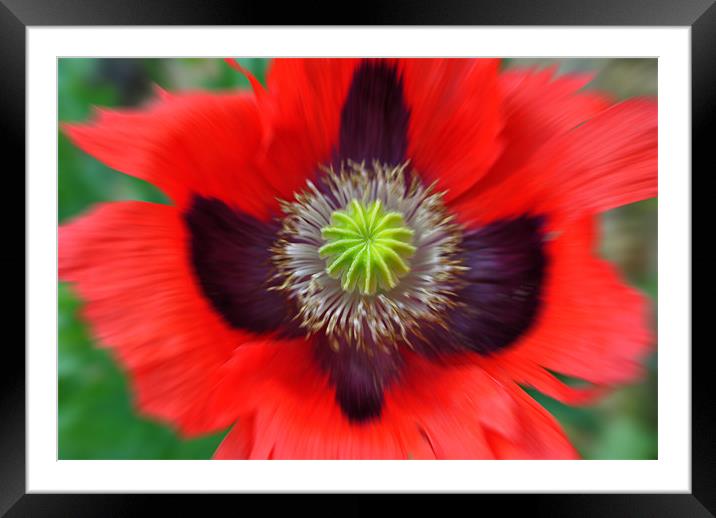 Ornamental Poppy - Radial Blur Framed Mounted Print by graham young