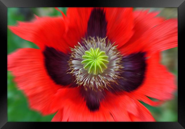 Ornamental Poppy - Radial Blur Framed Print by graham young