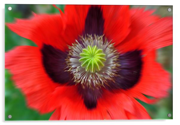 Ornamental Poppy - Radial Blur Acrylic by graham young