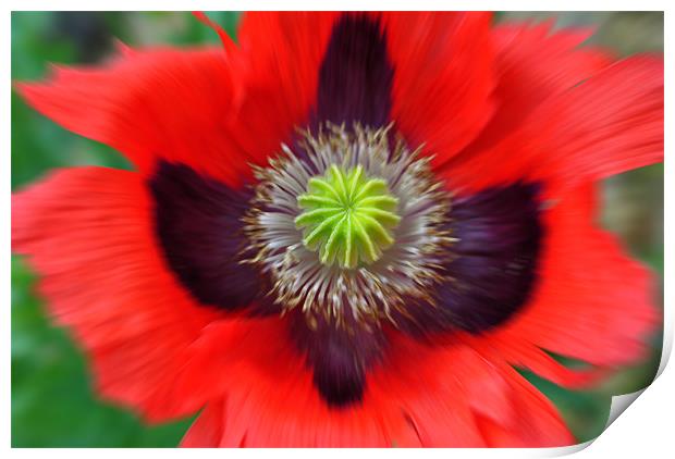 Ornamental Poppy - Radial Blur Print by graham young