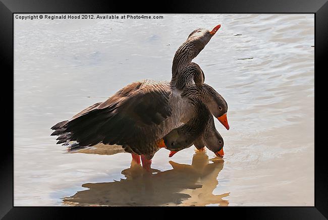 Goose Framed Print by Reginald Hood