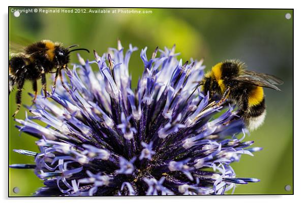 Bees Acrylic by Reginald Hood