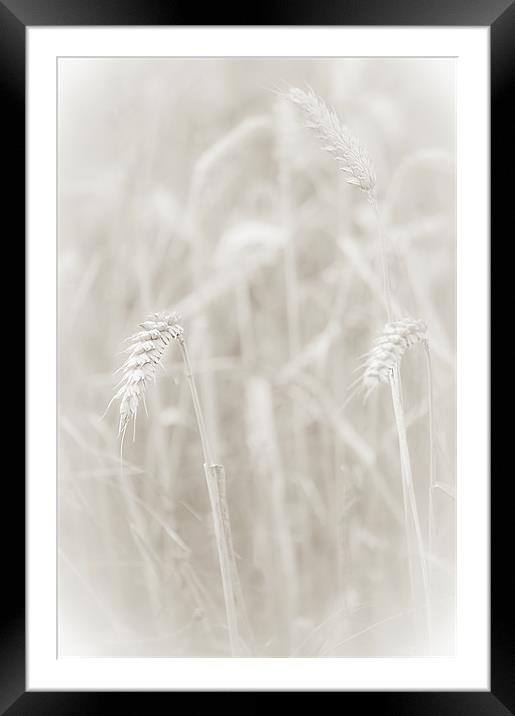 Ghost Wheat Framed Mounted Print by Dawn Cox
