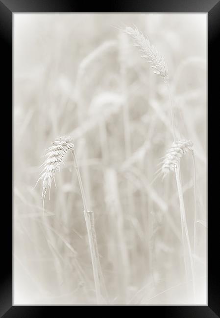 Ghost Wheat Framed Print by Dawn Cox