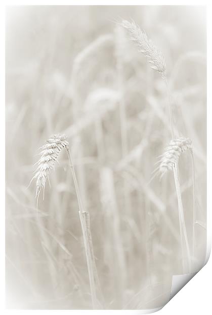 Ghost Wheat Print by Dawn Cox
