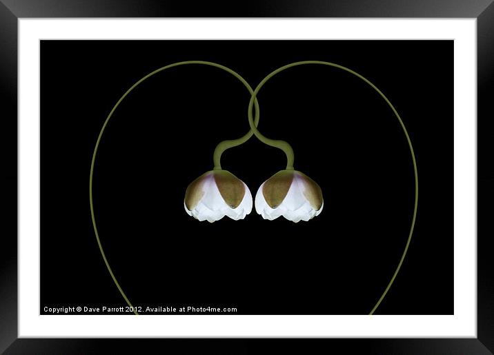 Love Lily Framed Mounted Print by Daves Photography