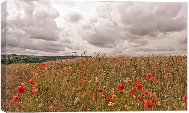 Poppies in Wheat Field Canvas Print by Dawn Cox