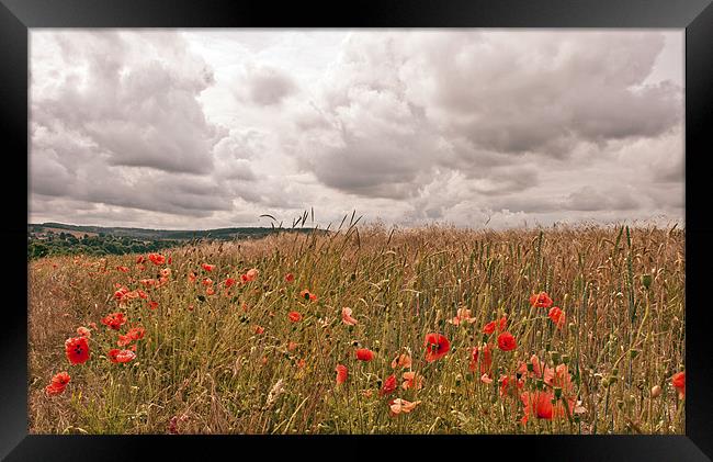 Poppies in Wheat Field Framed Print by Dawn Cox
