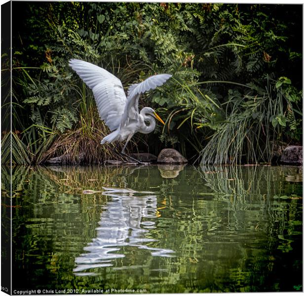 Egret Hunting Canvas Print by Chris Lord