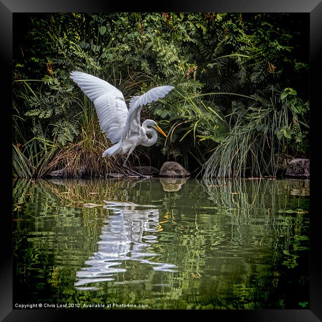 Egret Hunting Framed Print by Chris Lord