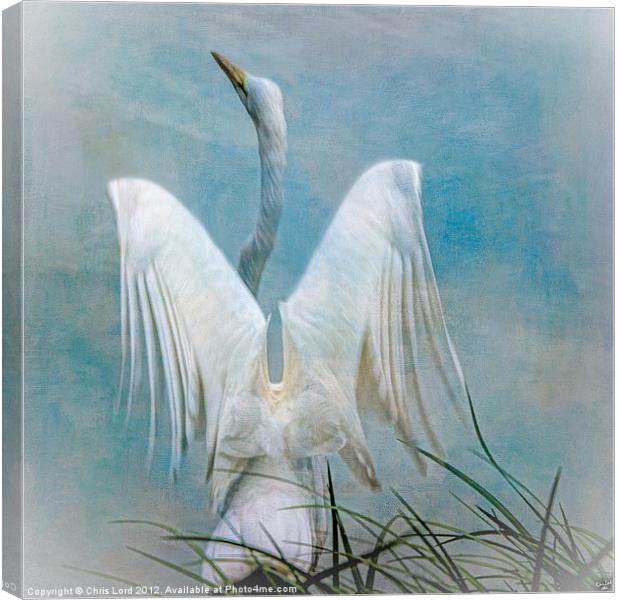 Egret Preparing to Launch Canvas Print by Chris Lord