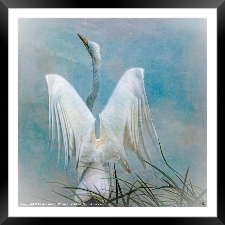 Egret Preparing to Launch Framed Mounted Print by Chris Lord