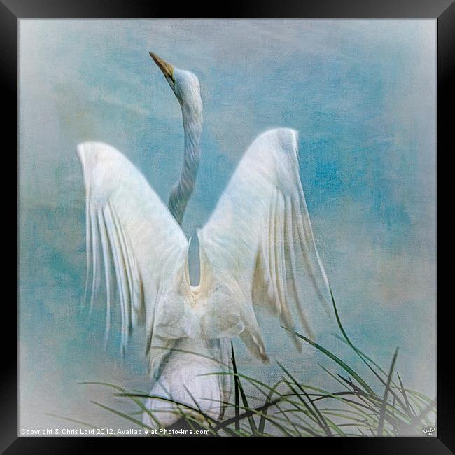 Egret Preparing to Launch Framed Print by Chris Lord