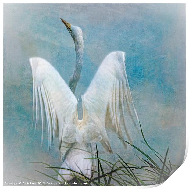 Egret Preparing to Launch Print by Chris Lord