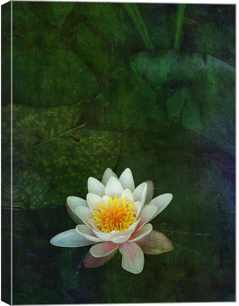 waterlily Canvas Print by Heather Newton