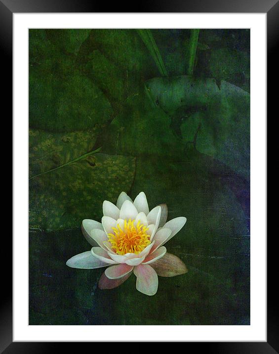 waterlily Framed Mounted Print by Heather Newton