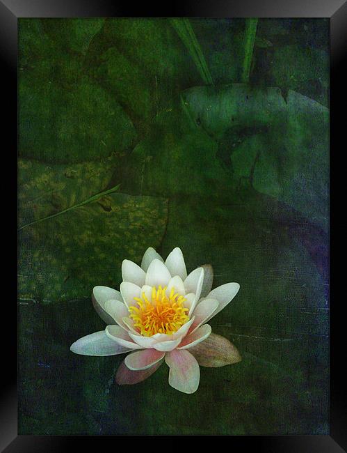 waterlily Framed Print by Heather Newton