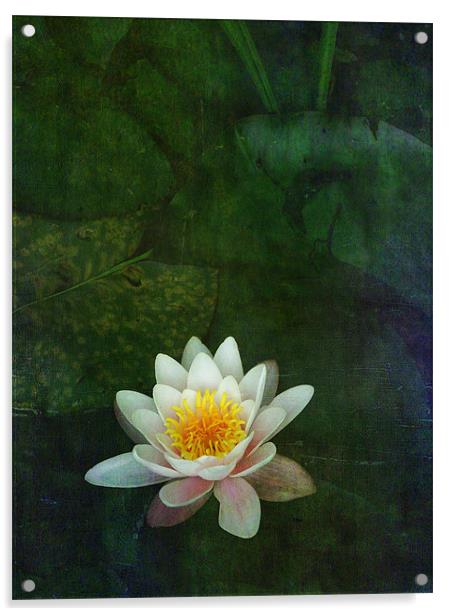 waterlily Acrylic by Heather Newton