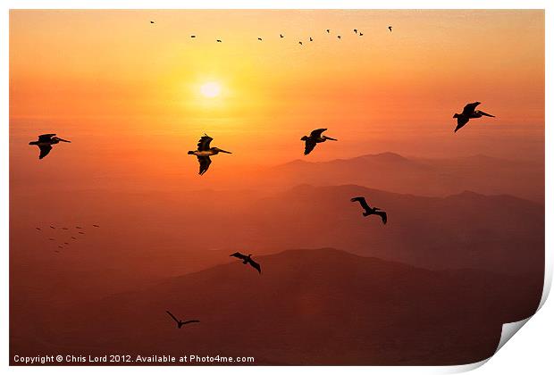 Pelican Migration Print by Chris Lord
