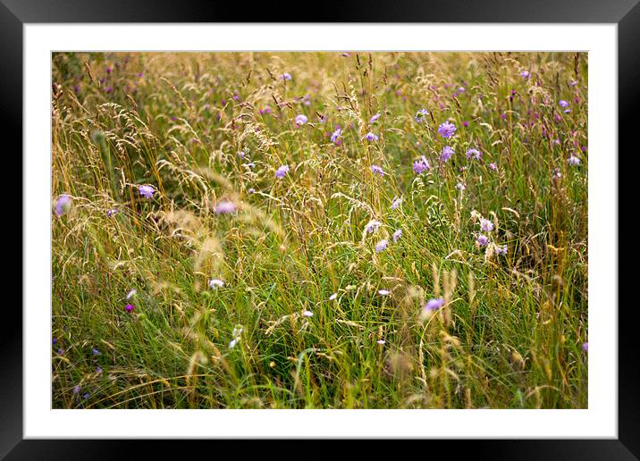 Wild Grass Of Summer Framed Mounted Print by Mark Battista