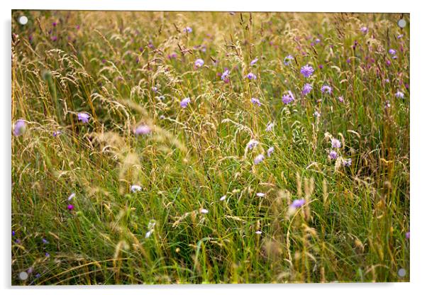 Wild Grass Of Summer Acrylic by Mark Battista