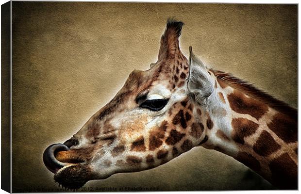 Giraffe Canvas Print by Fiona Messenger