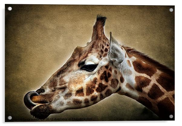 Giraffe Acrylic by Fiona Messenger