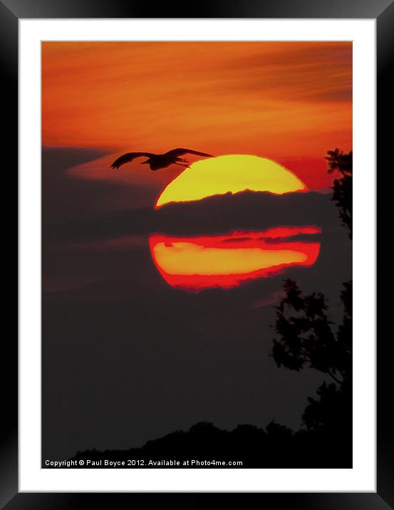 I Prefer The Heron Now Old Sun Framed Mounted Print by Paul Boyce