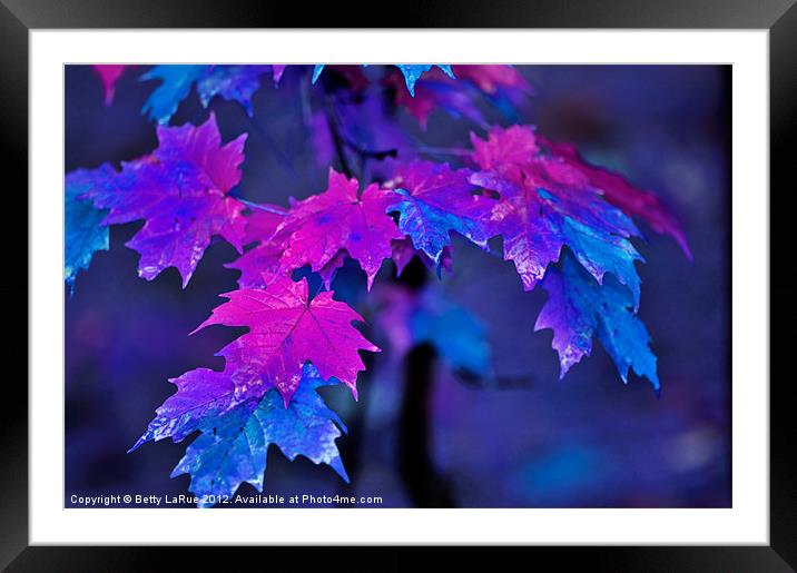 Colorful Maple Leaves Framed Mounted Print by Betty LaRue