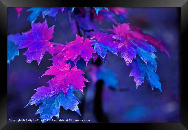 Colorful Maple Leaves Framed Print by Betty LaRue