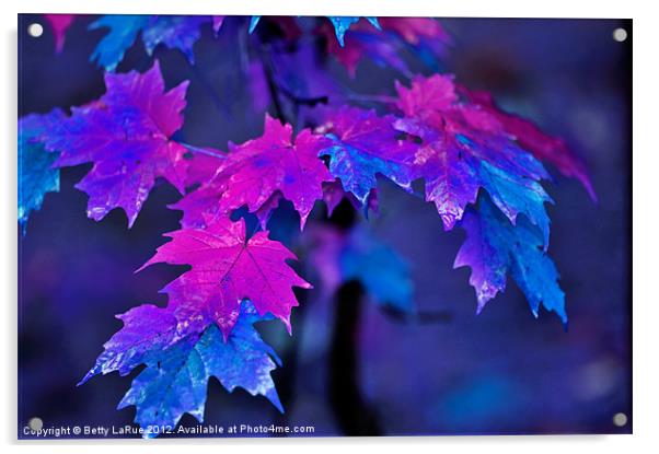 Colorful Maple Leaves Acrylic by Betty LaRue