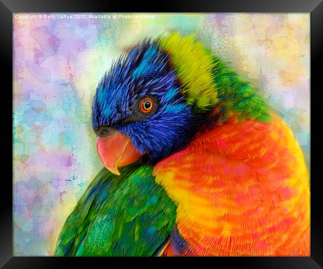 Colorful Rainbow Lorikeet Framed Print by Betty LaRue