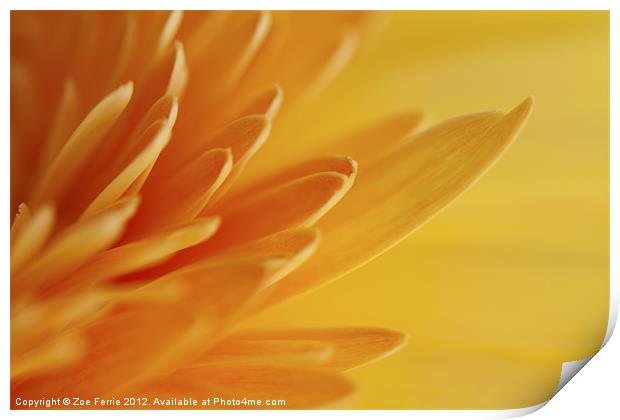 Yellow Gerbera Petals II Print by Zoe Ferrie